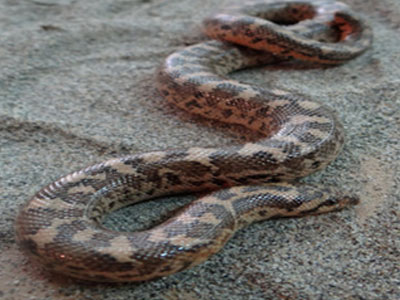 Ο ελληνικός βόας