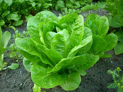 Τα οφέλη του μαρουλιού