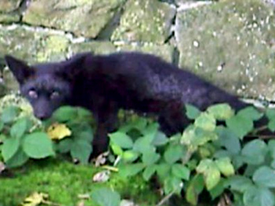 Μαύρη αλεπού εντοπίστηκε στη Βρετανία