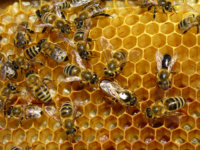 Η πρόπολη στη σύγχρονη διατροφή