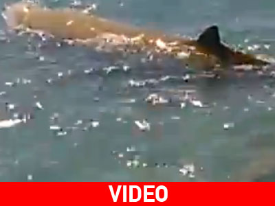 Έσωσαν φάλαινα στον Κερατόκαμπο Ηρακλείου