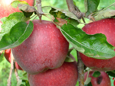 Ένα μήλο την ημέρα τις… θερμίδες κάνει πέρα!