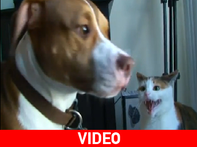 Τον έκανε σάκο του μποξ!