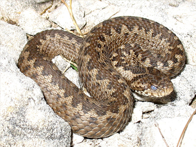 Πως θα θεραπευθείτε από δάγκωμα φιδιού