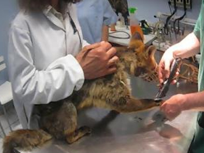 Ασυνείδητοι στήνουν παγίδες σε αλεπούδες