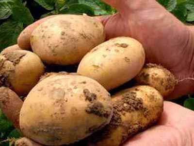 Πατάτες: Ρίχνουν την αρτηριακή πίεση