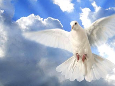 Πως βρίσκουν τον δρόμο τους τα περιστέρια