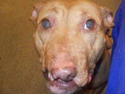 Έσωσαν 300 πιτ μπουλ από τις κυνομαχίες