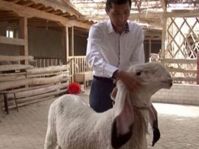 Απερρίφθη προσφορά 1 εκ ευρώ για σπάνιο… πρόβατο Απερρίφθη προσφορά 1 εκ ευρώ για σπάνιο… πρόβατο