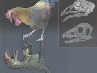 Τα πτηνά είναι απόγονοι των δεινοσαύρων