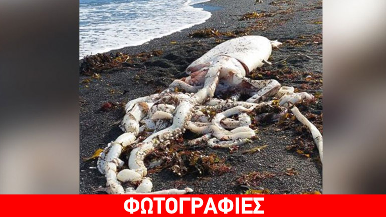 Καλαμάρι 5 μέτρων εκβράστηκε στη Νέα Ζηλανδία