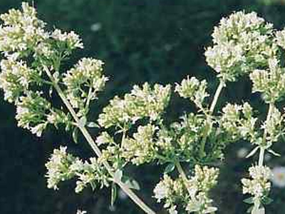 Θαυματουργή η δράση της ρίγανης