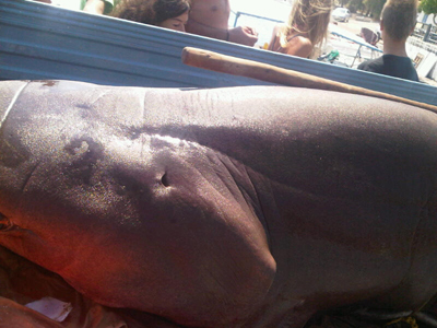 Ένα «τέρας» χωρίς δόντια…