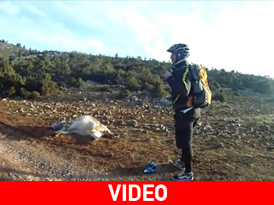 Ποδηλάτες ξεγεννούν αγελάδα