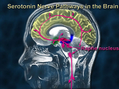 Η ορμόνη που ευθύνεται για τη σεξουαλική προτίμηση