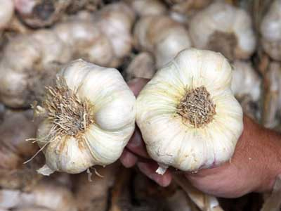 Σκόρδο το αντιγηραντικό!