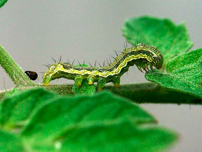 S.O.S. για τις βαμβακοκαλλιέργειες του Κιλελέρ από το πράσινο σκουλήκι