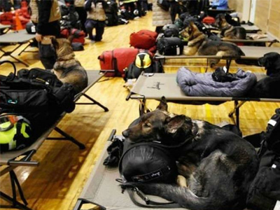 Σκυλιά ήρωες στον σεισμό της Ιταλίας