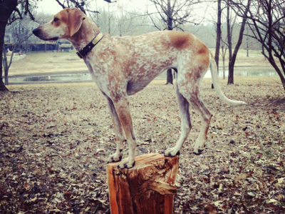 Η σκυλίτσα που ισορροπεί παντού!