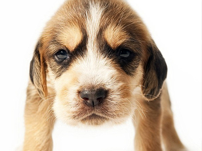 Θα διασωθεί ο σπανιότερος σκύλος του κόσμου;