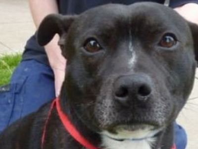 Σκύλος έκοψε την ουρά του για να απαλλαγεί από τους ψύλλους!