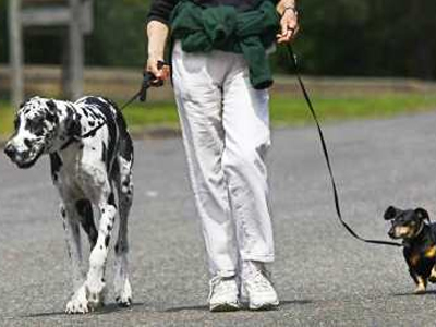 Γυμναστείτε με τον σκύλο σας