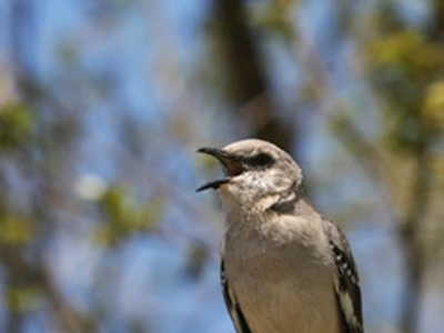 Στο τέλος «κελάηδησε» ο ειδικός γραμματέας του ΣΔΟΕ