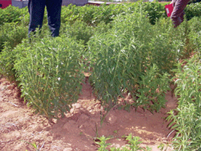 Αντί για ζάχαρη… στέβια!