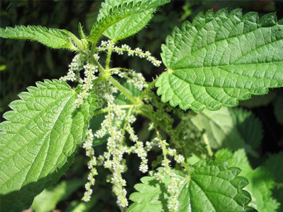 Τσουκνίδα η… ευεργετική!