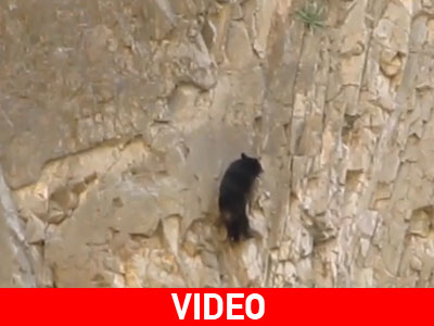 Αρκούδες κάνουν… ορειβασία σε φαράγγι