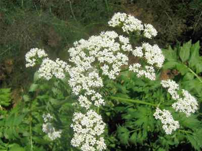 Οι αγχολυτικές ιδιότητες της βαλεριάνας