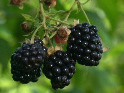 Θαυματουργά τα βατόμουρα