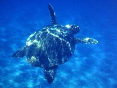 Άρχισε η ωοτοκία της χελώνας στην Ζάκυνθο