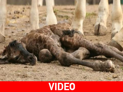 «Γεννητούρια» στον ζωολογικό κήπο του Belfast