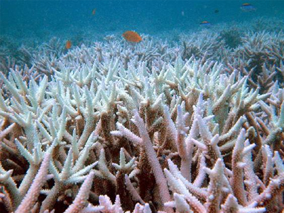 Τα παρασιτοκτόνα σκοτώνουν τον Μεγάλο Ύφαλο