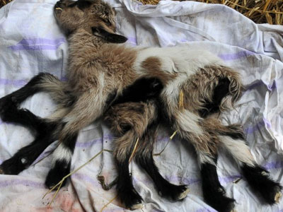 Κατσίκα γεννήθηκε ερμαφρόδιτη και με οκτώ πόδια