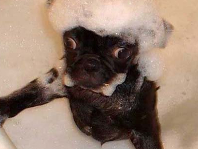 Pets απολαμβάνουν το αφρόλουτρό τους!