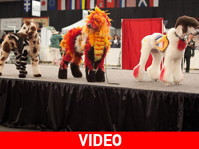 Κατοικίδια σε ρόλο μοντέλων