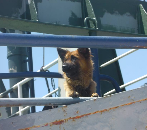 Τα λαγωνικά συνδράμουν στις έρευνες