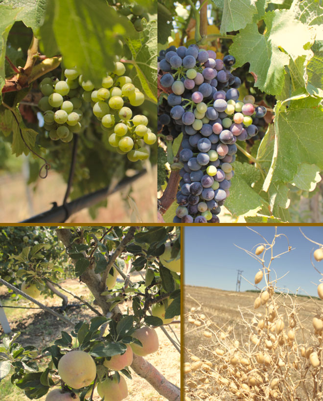 Διαφορετικές ποικιλίες σταφυλιών, μήλα φούτζι και ρεβύθια