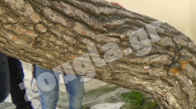 Το δέντρο κοντά στην εκκλησία