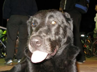 Ο νέος Λουκάνικος