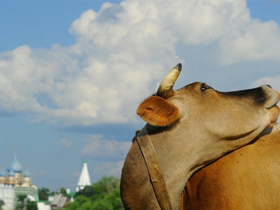 Η αγελάδα και ο ερωτευμένος ταύρος…