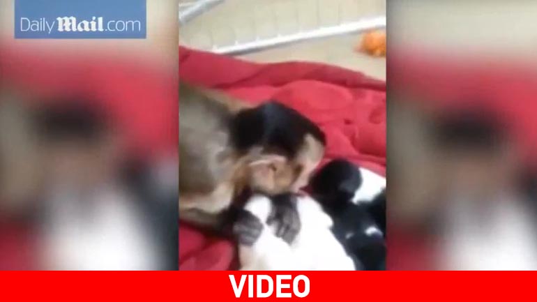 Μαϊμού φροντίζει νεογέννητα κουτάβια