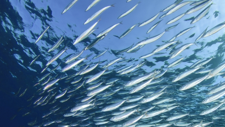 WWF: Τρομακτικές οι συνέπειες της υπεραλίευσης στη Μεσόγειο