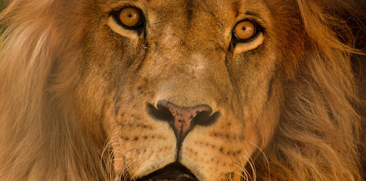 O βασιλιάς της ζούγκλας και η Φύση