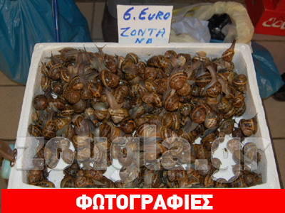 Σαλιγκάρια: Ακριβή αλλά… ζωντανή διατροφή