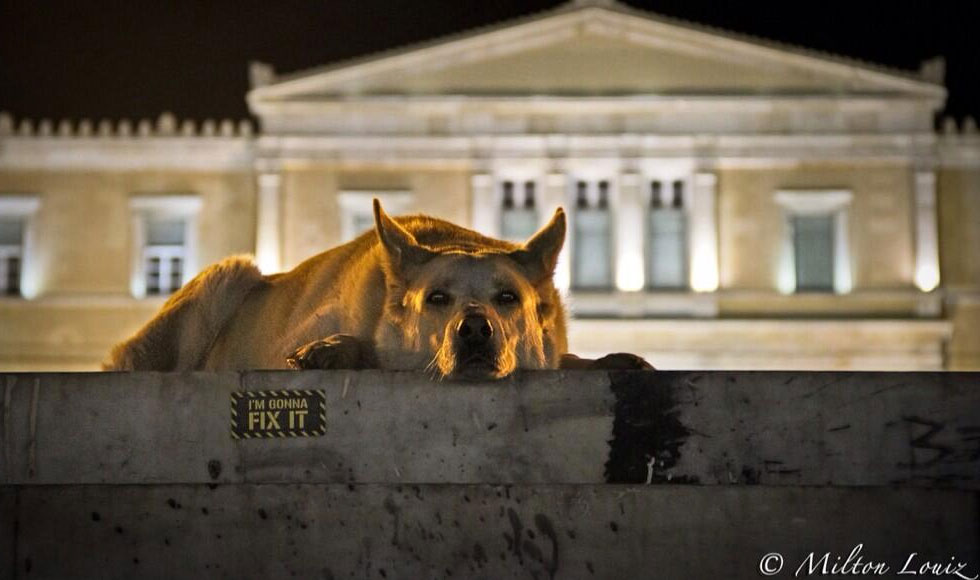 Πέθανε ο σκύλος-σύμβολο των διαδηλώσεων