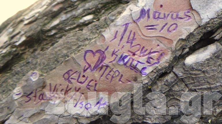 Xάραξε καρδιές και έγραψε το όνομά της σε δέντρο