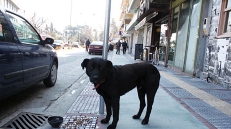 Όλη η Κομοτηνή στο «πόδι» για τον σκύλο που περιμένει το αφεντικό του